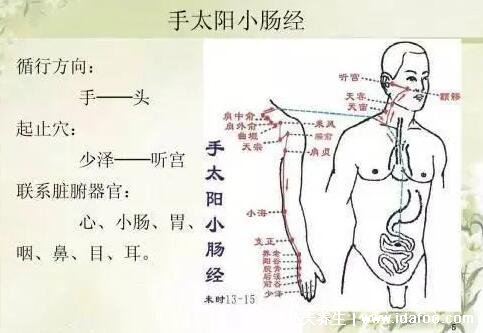 手臂经络图6条走向,分为手三阳和手三阴(手三阴胸起往手走)