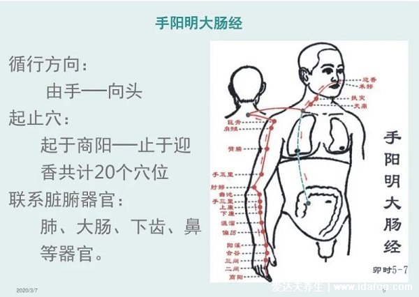 手臂经络图6条走向,分为手三阳和手三阴(手三阴胸起往手走)