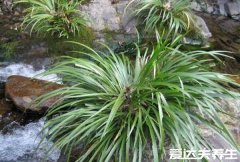石菖蒲的功效与作用,不仅能祛湿止痒还有