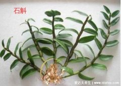 石斛的功效与作用禁忌，适合阴虚火旺的人