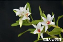 石斛泡水喝的功效，防治三高明目护眼(养生