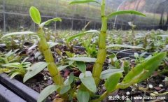 石斛适合什么人饮，高血脂高血糖失眠者适