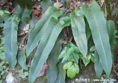 石韦是前列腺炎克星吗，石韦的功效与作用(治泌尿系统疾病)