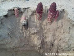 锁阳的功效与作用及食用方法,不仅能壮阳