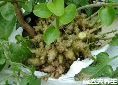 田七的功效与作用及食用方法，三七能够镇