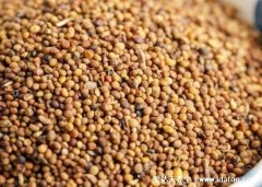 菟丝子的功效与作用，不仅滋补肝肾还可抑