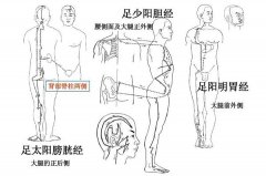 腿部经络图6条的走向及穴位图,四肢经络口