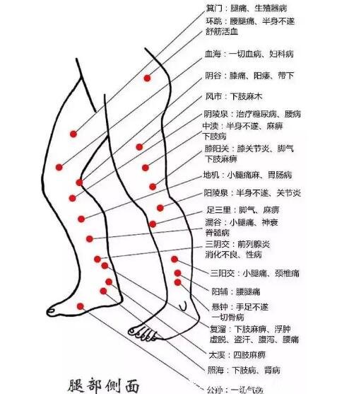 腿部经络图6条的走向及穴位图,四肢经络口诀更好记忆