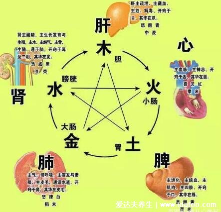 五脏互为表里对照表,中医五脏六腑的表里关系介绍
