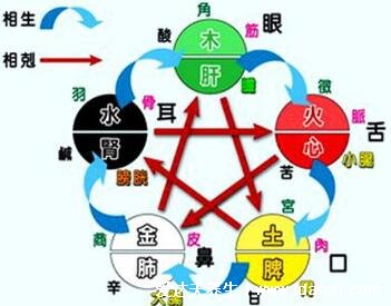 五脏互为表里对照表,中医五脏六腑的表里关系介绍