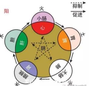 五脏互为表里对照表,中医五脏六腑的表里关系介绍