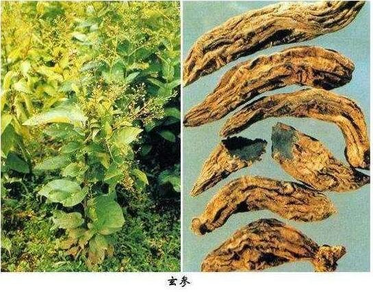 玄参图片大全高清图片,为常用中药且本草纲目就有记载(可清热解毒)