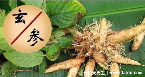 玄参图片大全高清图片,为常用中药且本草纲目就有记载(可清热解毒)