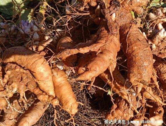 玄参图片大全高清图片,为常用中药且本草纲目就有记载(可清热解毒)