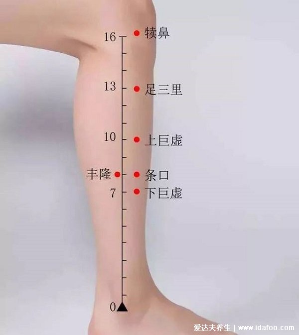 穴位足三里的准确位置图片,在膝盖凹陷下方(四个手指距离)