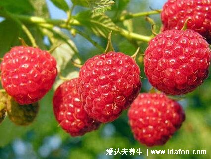 野生植物覆盆子图片大全,可做作水果和中药补肾壮阳(附壮阳草药)