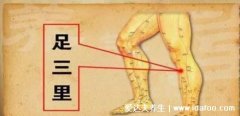 穴位足三里的准确位置图片,在膝盖凹陷下