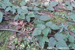 野生葛根图片和叶子图片，葛根泡水喝的七