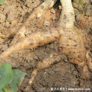 野生中药葛根图片大全，农村可见葛根又叫