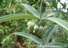 野生中药黄精的功效与作用禁忌,男人可以