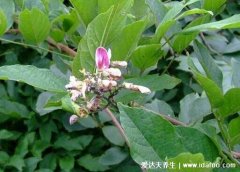 野生中药鸡血藤图片,鸡血藤的功效和作用