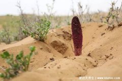 野生中药锁阳长什么样图片,有壮阳延缓衰