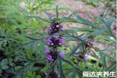 益母草的功效与作用，不仅是妇科良药还能