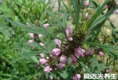 益母草图片长什么样，详解益母草食用方法