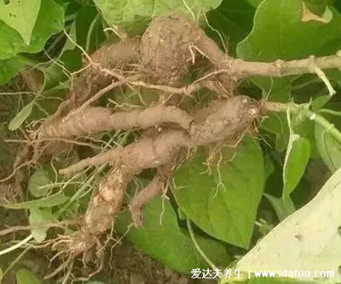 真实的何首乌图片大全,心型叶片而且根很大(男人可补肝补肾)