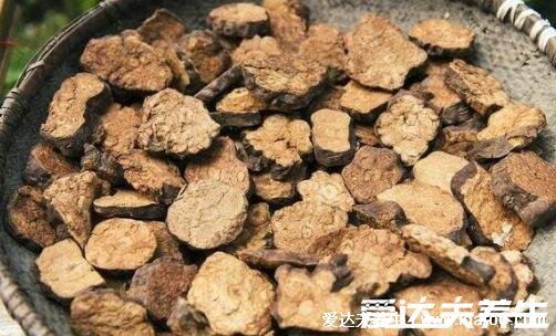 真实的何首乌图片大全,心型叶片而且根很大(男人可补肝补肾)