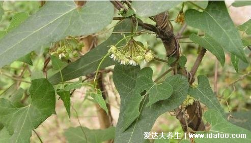 真实的何首乌图片大全,心型叶片而且根很大(男人可补肝补肾)