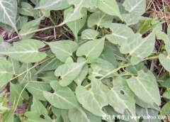 真实的何首乌图片大全，心型叶片而且根很