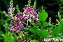 真实的鸡血藤图片,让你更清楚认识鸡血藤