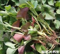 真实的鱼腥草图片,三个关键部位特点让你