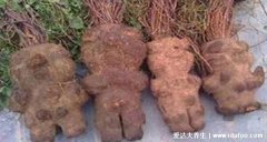 真正的千年人形何首乌图片，4种何首乌的正