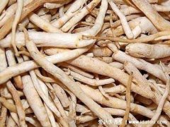 植物中药北沙参图片大全，它既清热养肺还