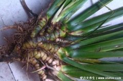 中药石菖蒲图片大全,祛湿止痒等五大功效