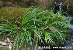植物中药石菖蒲图片,可入药也可做盆景(可
