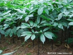 中药三七图片植物图片，田七的功效与作用