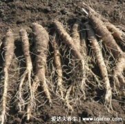 最真实的野生沙参图片，沙参的功效与作用(治疗咳嗽效果好)