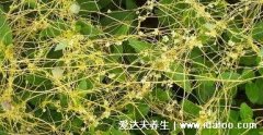 最真实的中药菟丝子图片,菟丝子的功效(价
