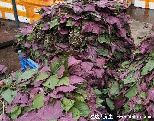 紫苏图片大全,紫苏的功效与作用禁忌(可发汗解热)