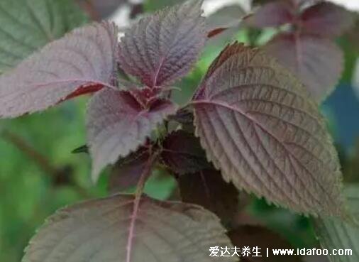 紫苏图片大全,紫苏的功效与作用禁忌(可发汗解热)