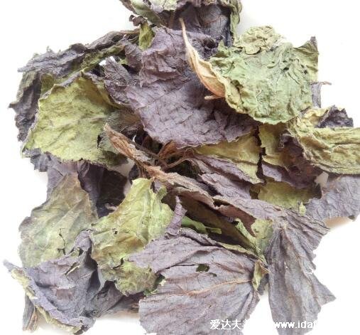 紫苏图片大全,紫苏的功效与作用禁忌(可发汗解热)