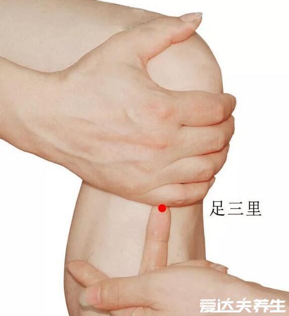 足三里的准确位置图片,握一下膝盖就能精准找到穴位