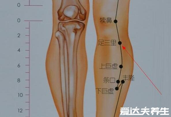 足三里的准确位置图片,握一下膝盖就能精准找到穴位