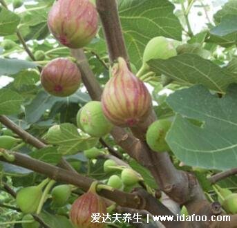5种人不能吃无花果,糖尿病/过敏/脂肪肝/消化不好/高血钾禁食