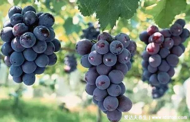 癌细胞最怕什么水果，草莓预防肺癌/喉癌/鼻咽癌(5种杀死癌细胞最狠的水果)