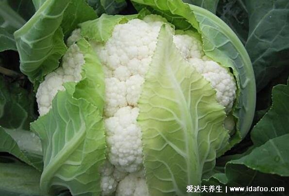 癌细胞最怕什么水果，草莓预防肺癌/喉癌/鼻咽癌(5种杀死癌细胞最狠的水果)