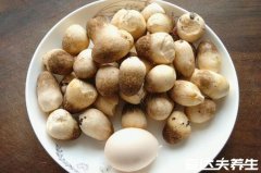 草菇的功效与作用及禁忌，可补血/补脾益气